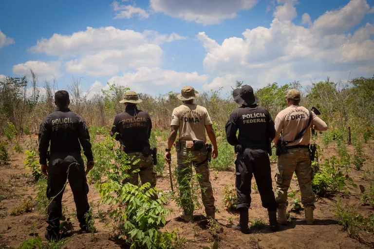 Operação Carcará VIII elimina 29 mil pés de maconha