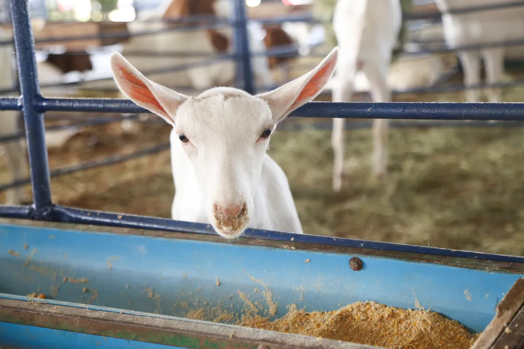 Feira Nacional da Agropecuária (FENAGRO) 33ª edição