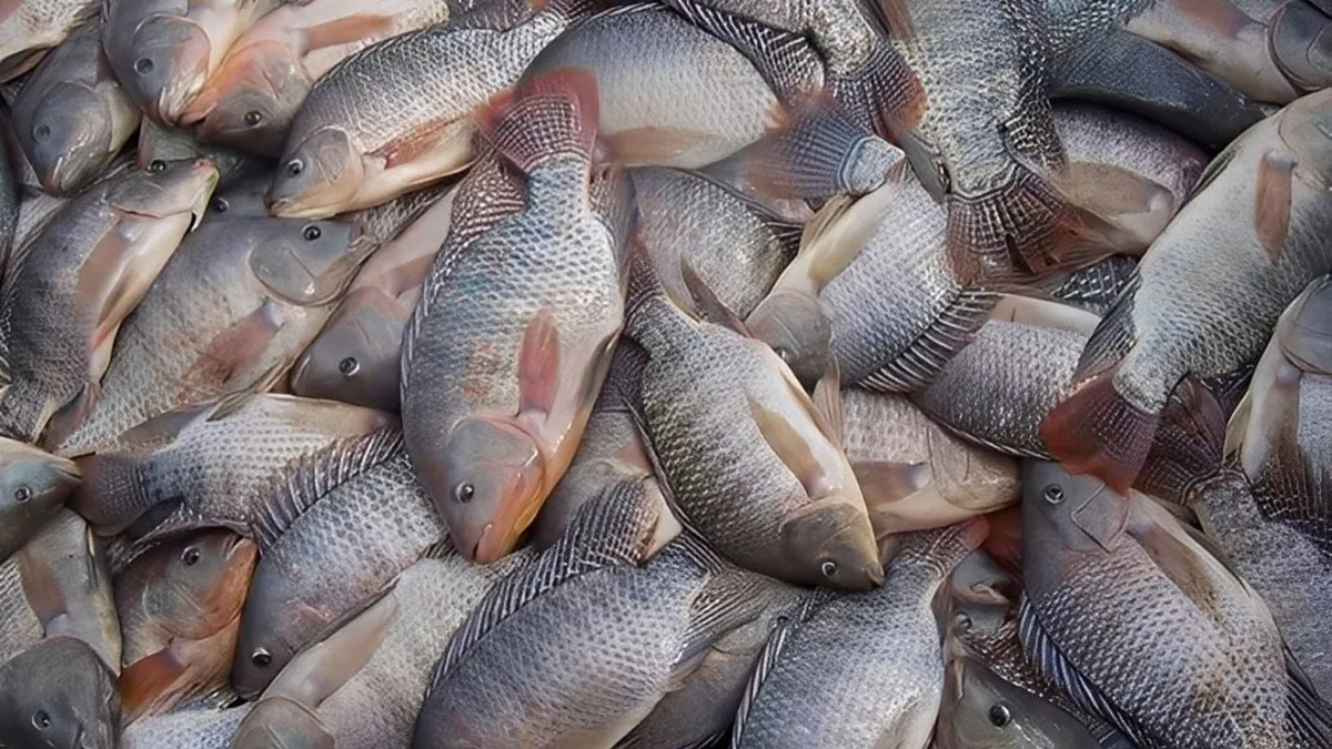 Cientistas brasileiros usam pele de peixe para tentar recuperar visão