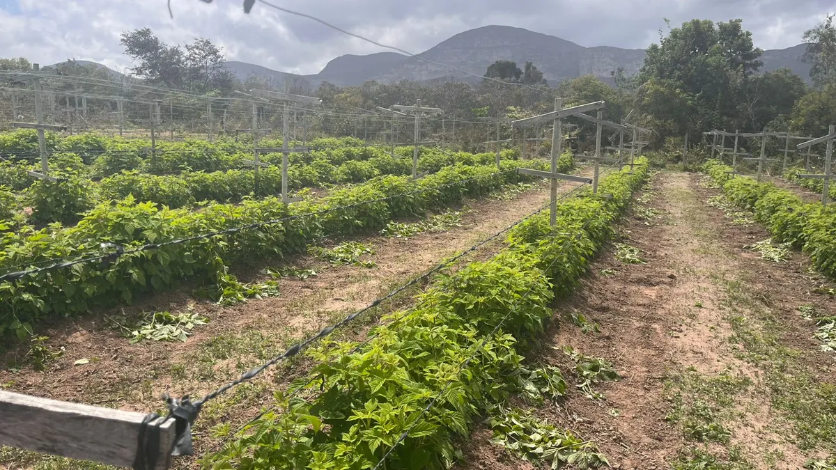 Imagem ilustrativa da imagem Pioneirismo: sítios impulsionam turismo com produção inovadora de frutas vermelhas