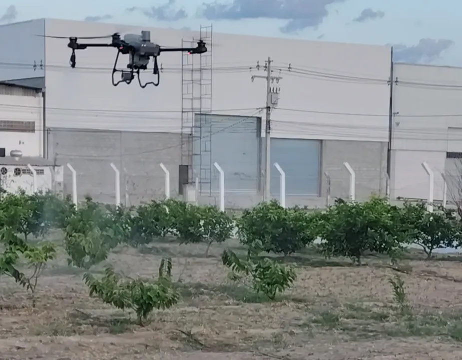 Controle das moscas-das-frutas no Vale do São Francisco tem sido prioridade devido importância da fruticultura