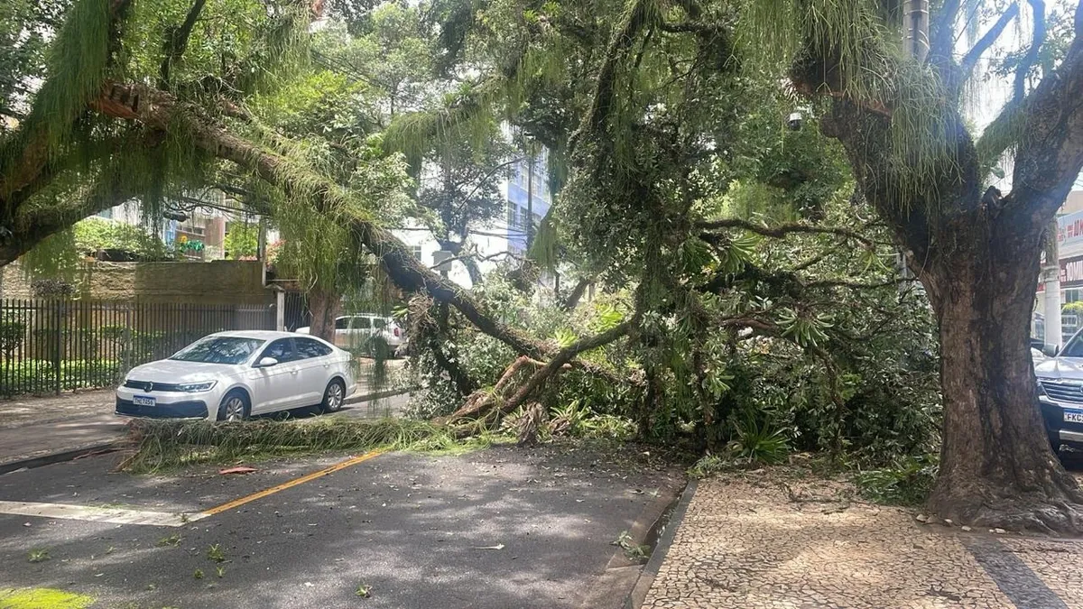 Imagem ilustrativa da imagem Queda de galho interdita trânsito no Corredor da Vitória
