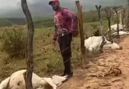 Entre os animais estavam bois, vacas e bezerros