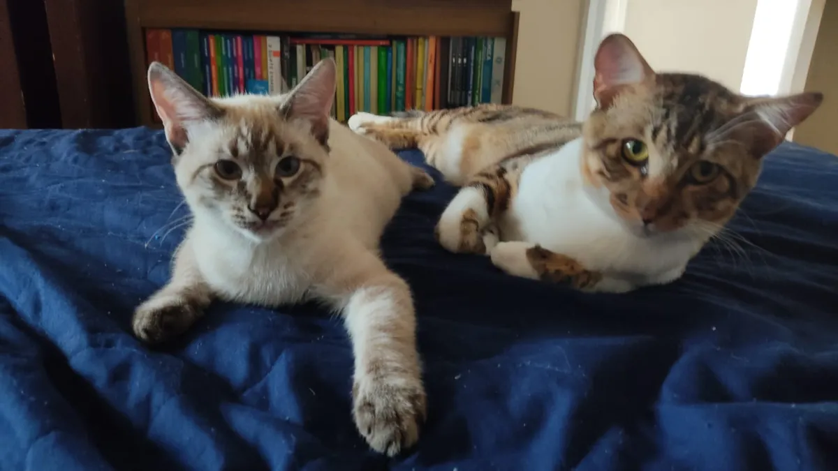 Dom e Romeu curtindo a cama da sua tutora (ilustração)