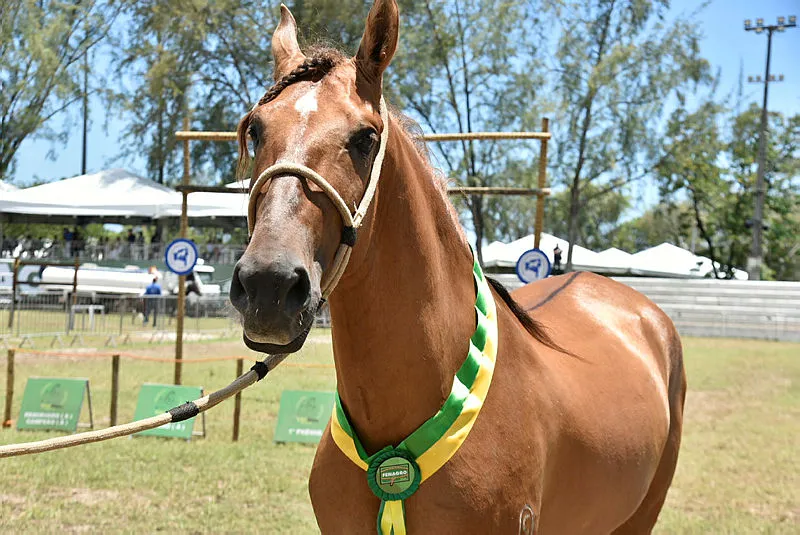 Evento contará com leilão de cavalos da raça Mangalarga