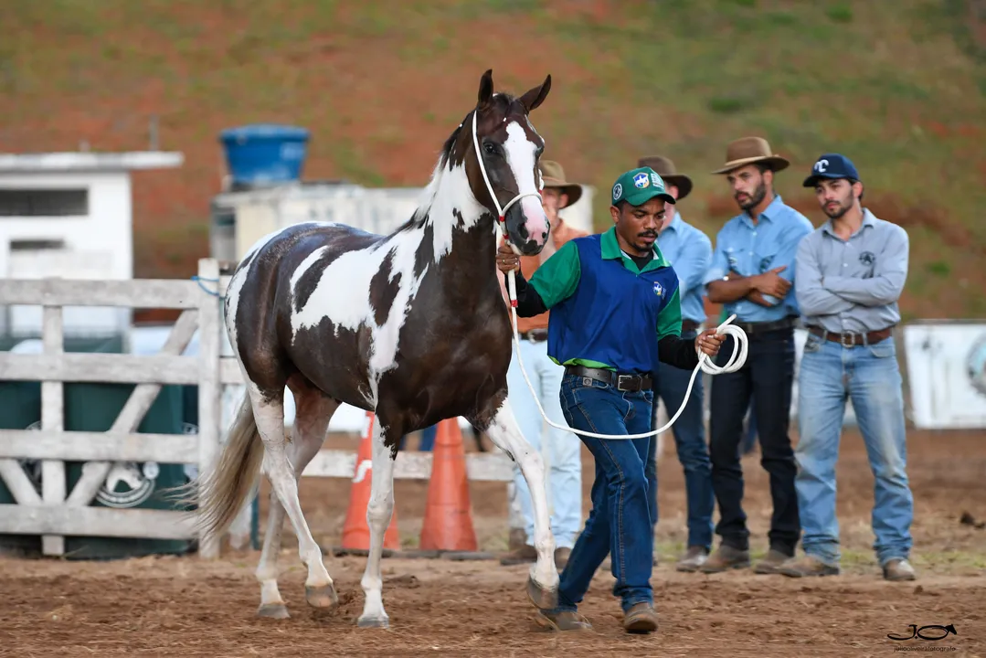 Evento contará com leilão de cavalos da raça Mangalarga