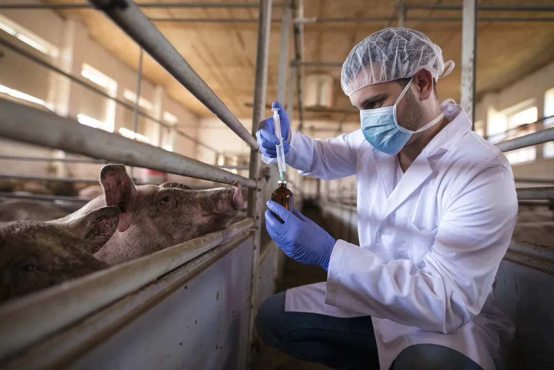 Médico-veterinário desempenha um papel fundamental na fiscalização e inspeção de produtos de origem animal