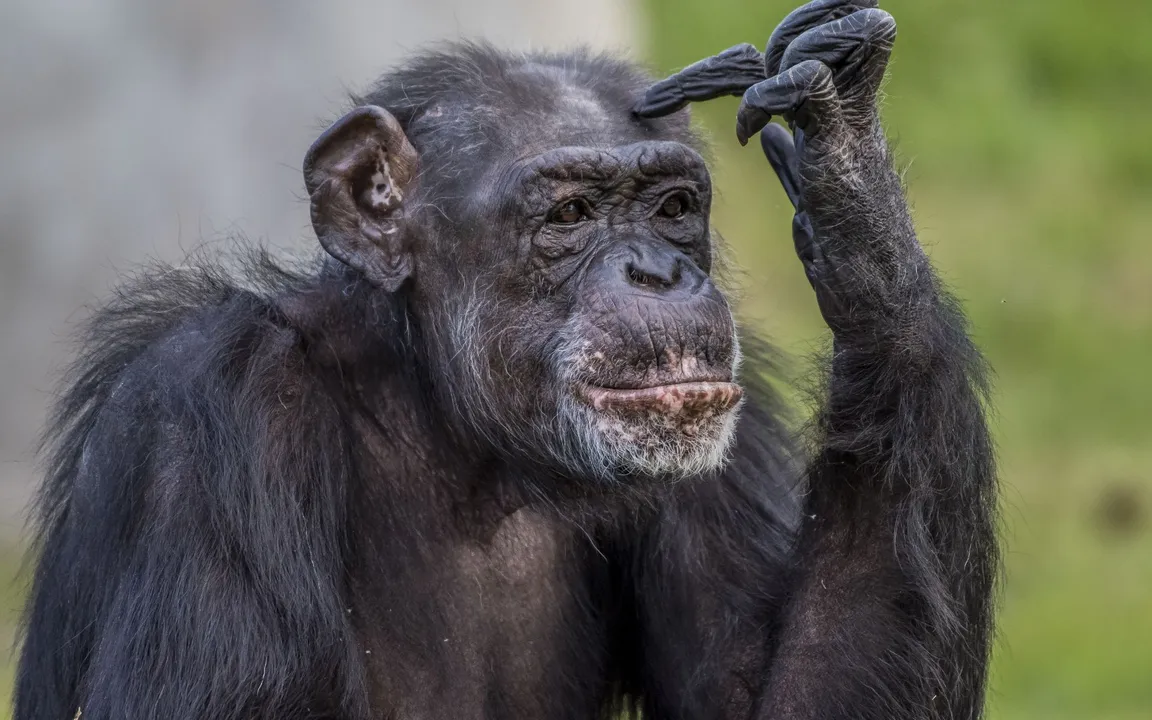 O animal mordeu o artista com força