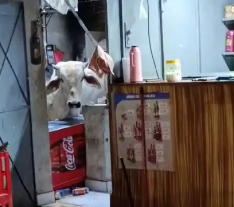 Vaca caiu dentro do bar Rancho do Vaqueiro