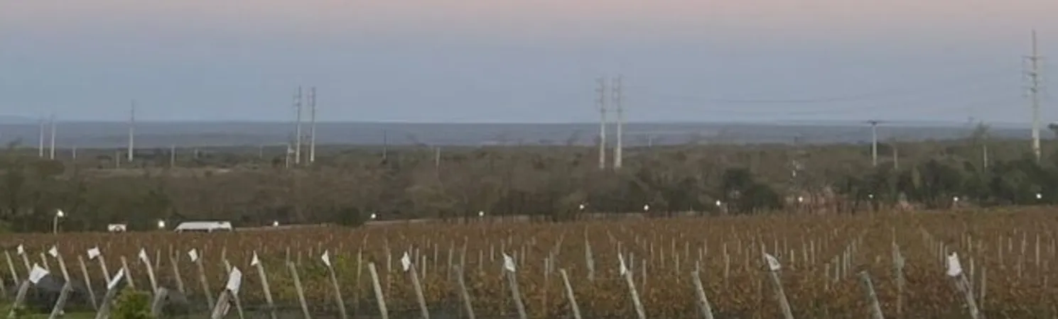 Imagem ilustrativa da imagem Vinícolas de altitude da Chapada revelam o segredo do 'terroir' e da dupla poda