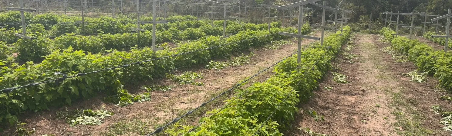 Imagem ilustrativa da imagem Pioneirismo: sítios impulsionam turismo com produção inovadora de frutas vermelhas