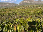 Idosa seguia neste Fiat Siena prata