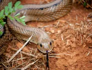 Vazamento de dados impactou o sistema gmail