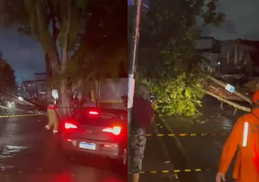Árvore caiu na rotatória do Setor C, em Mussurunga