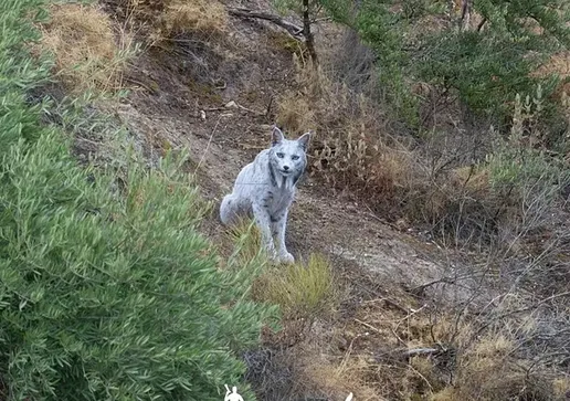 Ángel Hidalgo registrou animal raro