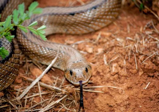 Israel identificou mais 3 corpos devolvidos pelo Hamas