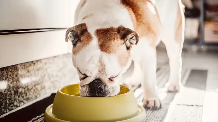 Alimentos podem ser perigosos para cães e gatos