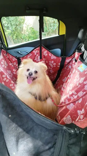 Imagem ilustrativa da imagem Pet no colo ou na janela é multa gravíssima; veja como viajar com segurança