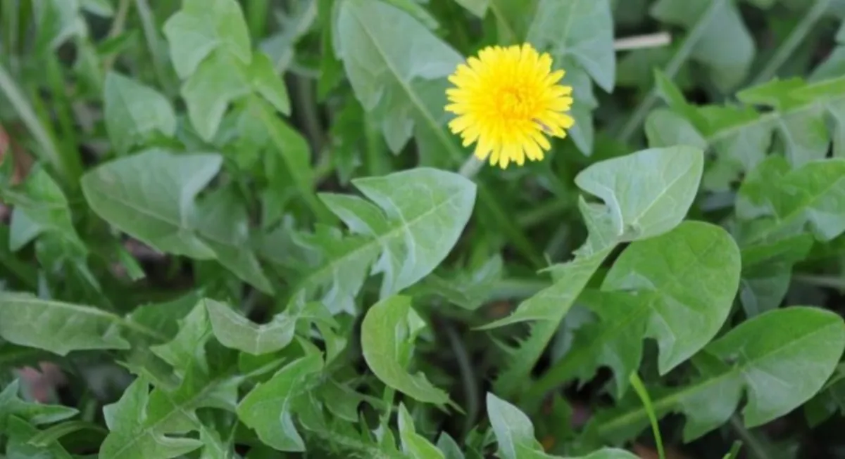 Erva é tradicionalmente utilizada em diferentes culturas