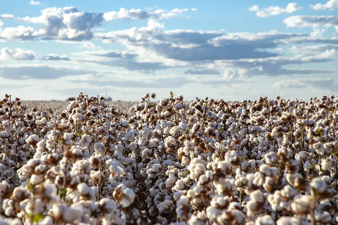 A agricultura baiana chega ao fim de 2025 com resultados expressivos