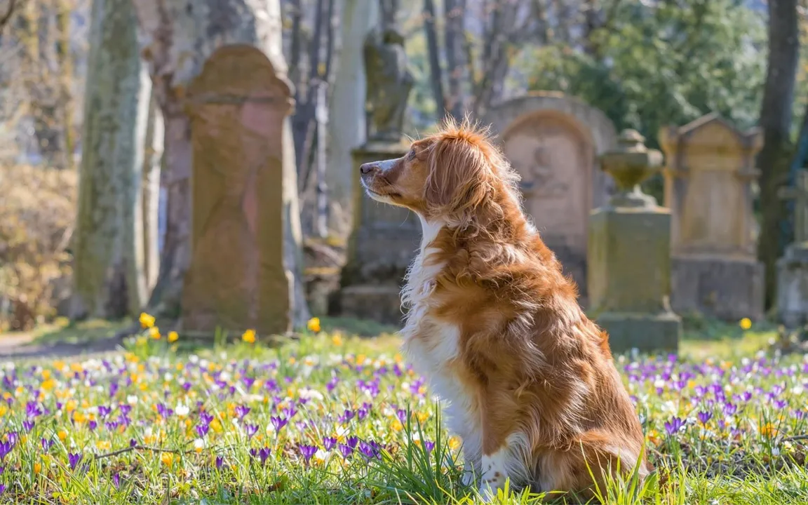 Cada cemitério deverá seguir sua próoria regra perante o sepultamento