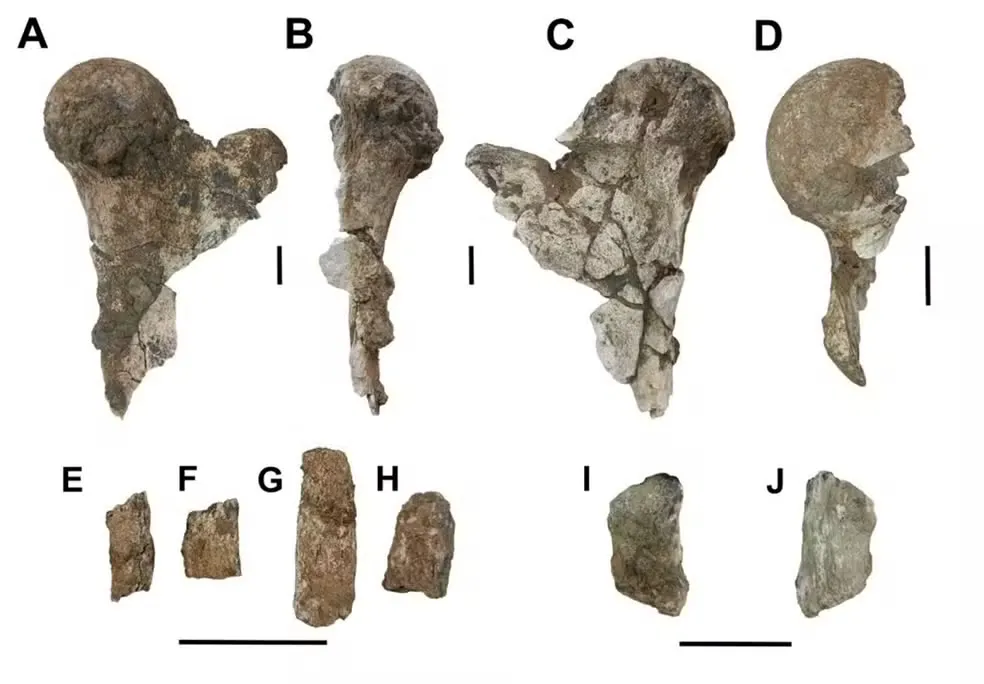 Os fósseis são fragmentos de fêmur, costela e falange