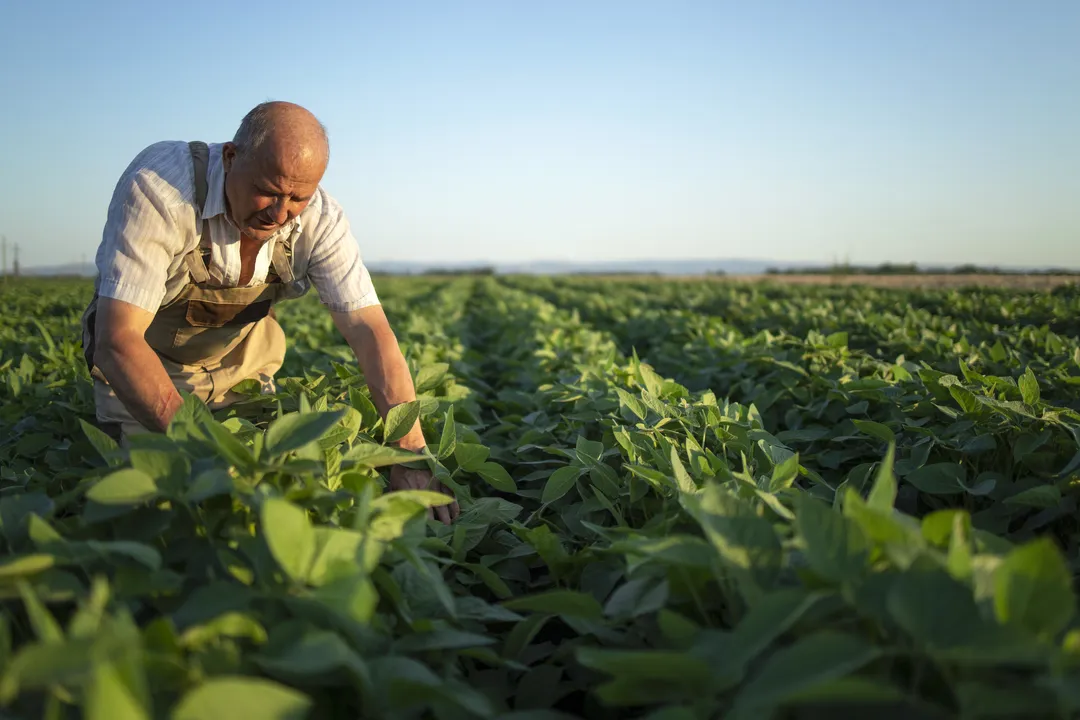 Senior hardworking farmer agronomist in soybean field checking crops before harvest.