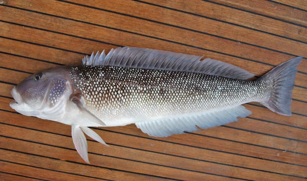 Imagem ilustrativa da imagem Bacalhau caro? Descubra o peixe ideal para as receitas de fim de ano