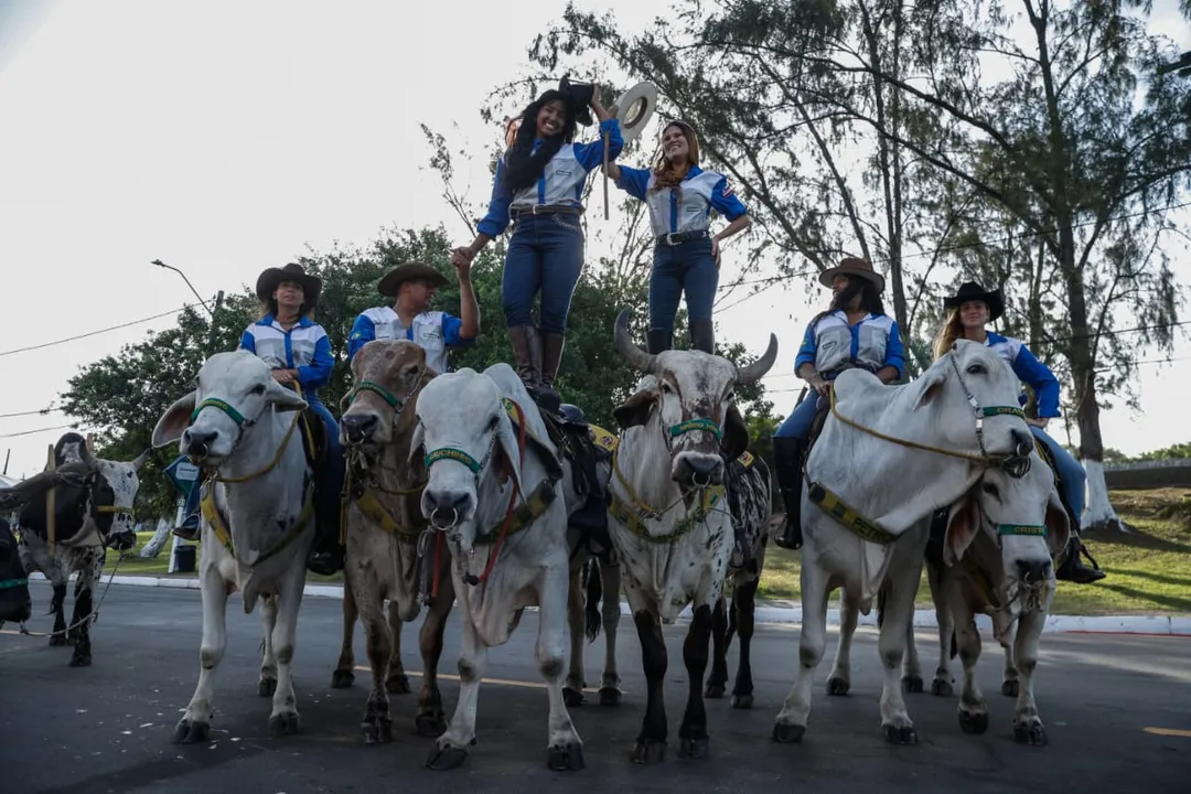 Ao menos 10 bois adestrados desfilam na Fenagro