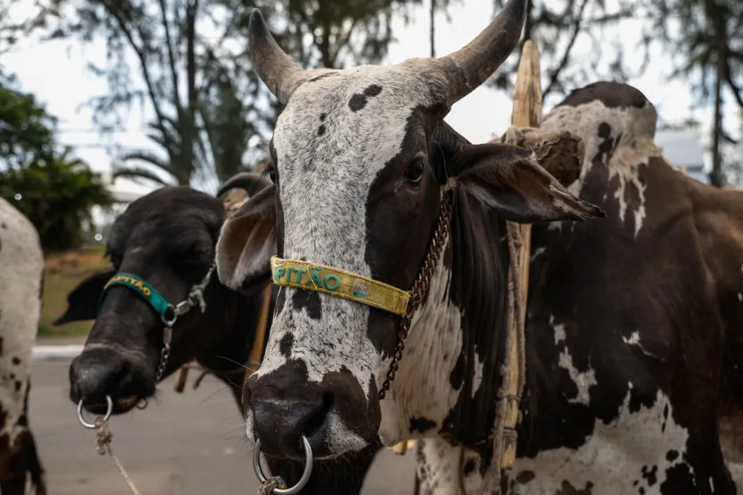 Animal e outros nove bois dão um show nos desfiles