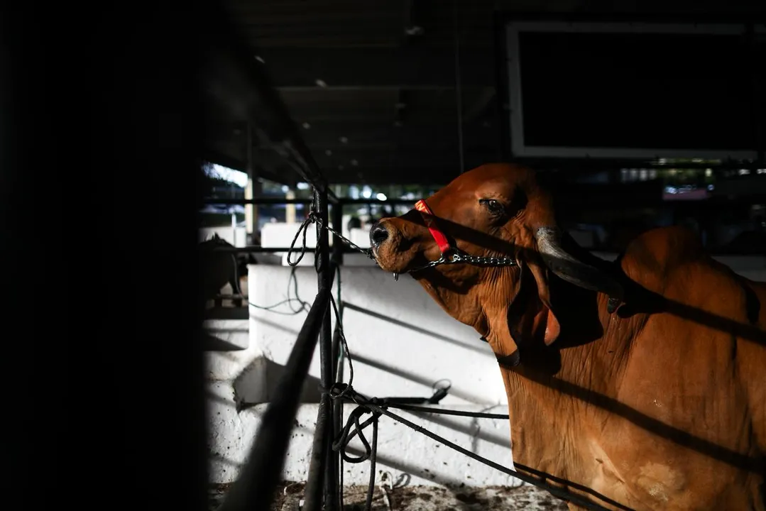 CFMV atesta conformidade da Fenagro com normas de bem-estar e defesa sanitária