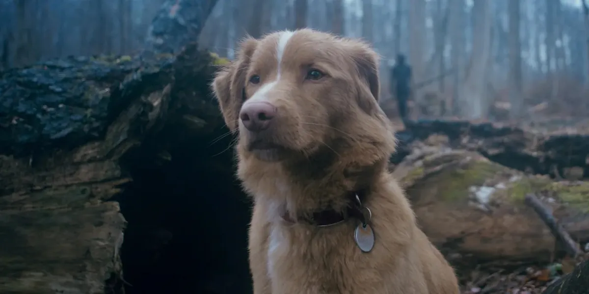 Indy atuando em Good Boy