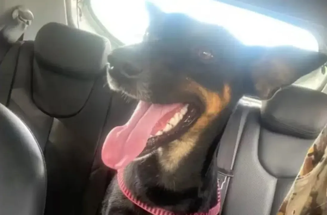 Mel foi adotada por alunos e funcionários do IFBA