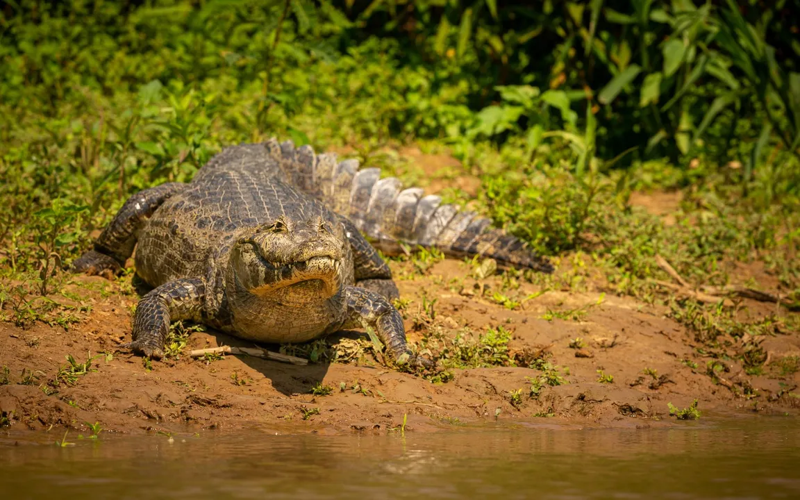 O animal surgiu na casa do artista