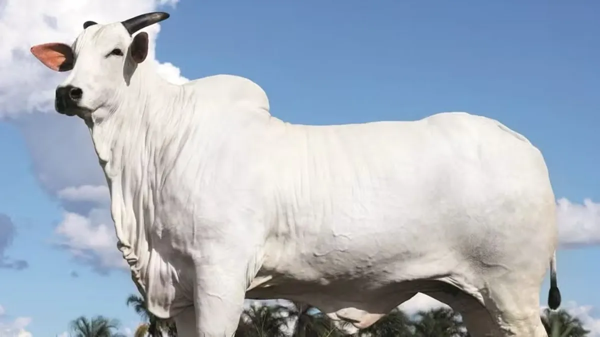 Artista é um dos donos da vaca Donna FIV CIAV