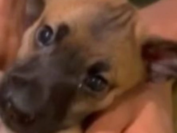 Imagem ilustrativa da imagem Caso de raiva em cachorro em Salvador após 20 anos é descartado