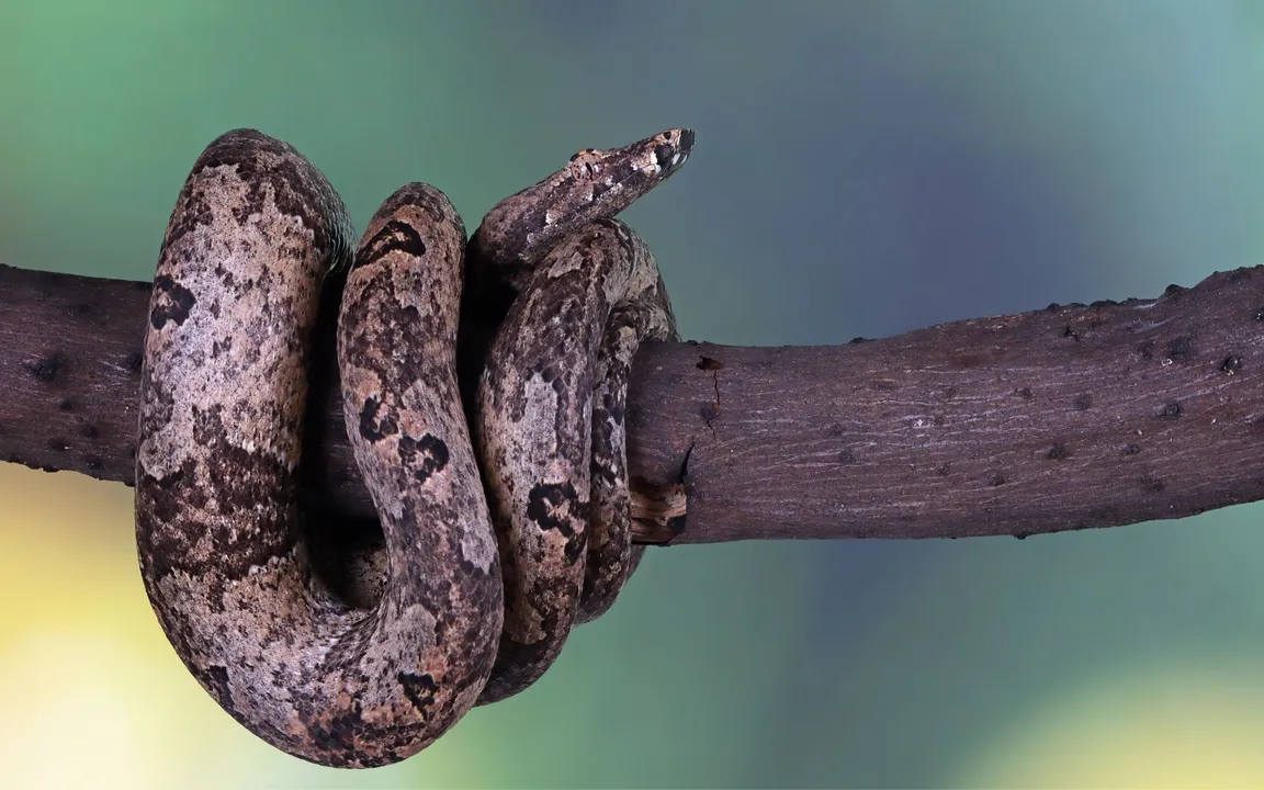 A cobra pode ser encontrada em diversas regiões do país