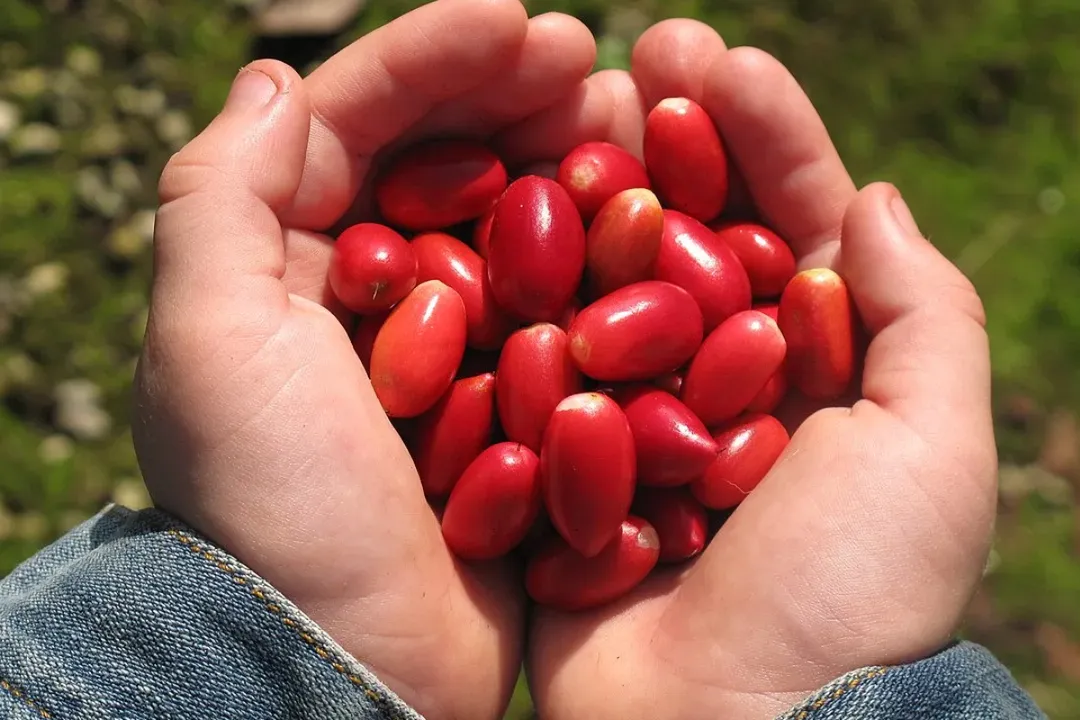 Fruta do milagre tem origem na África, mas já encontrada aqui no Brasil