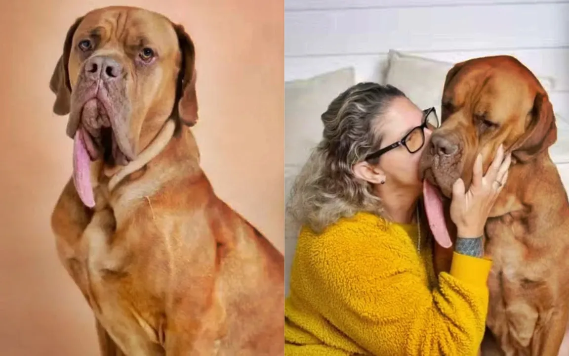 O cão virou celebridade em sua cidade