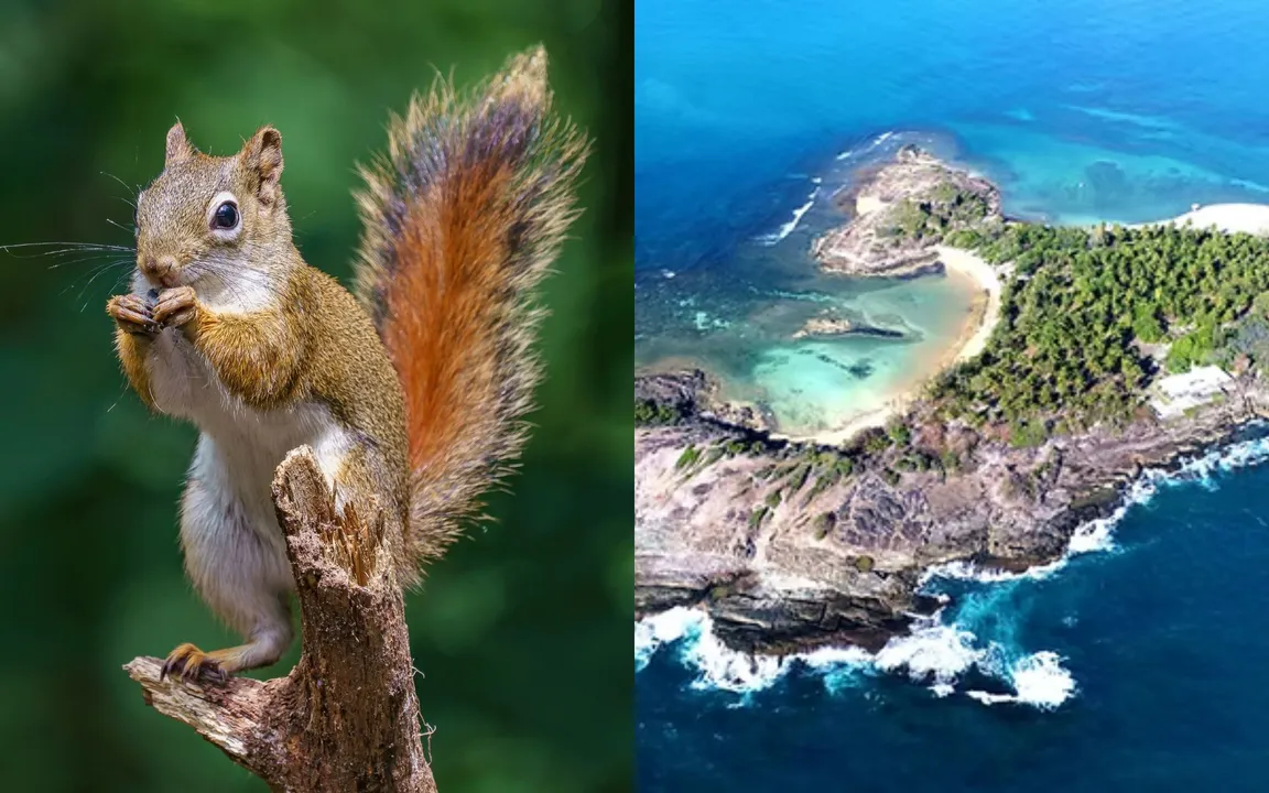 Os roedores agora fazem parte da paisagem