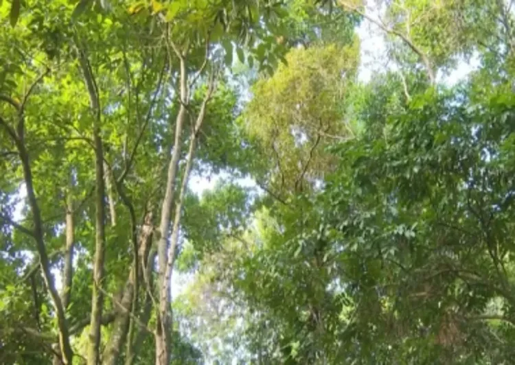 propriedade de 2.822 hectares, está inserida na Área de Proteção Ambiental (APA) Caminhos Ecológicos da Boa Esperança