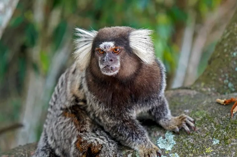 Ministério da Saúde acompanha a ocorrência, tratada como alerta de saúde pública