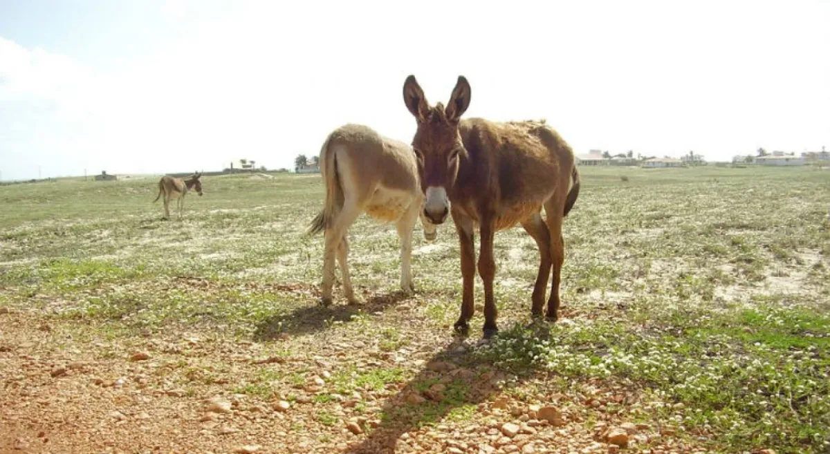 O leite da jumenta é rica em proteína e lactose