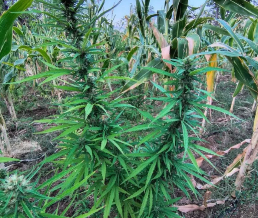 Imagem ilustrativa da imagem Mais de 22 mil pés de maconha são destruídos na Bahia