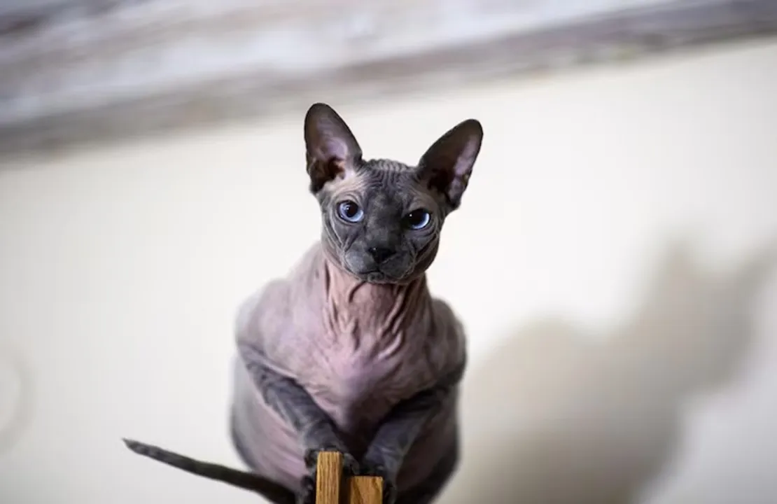 Gato Sphynx