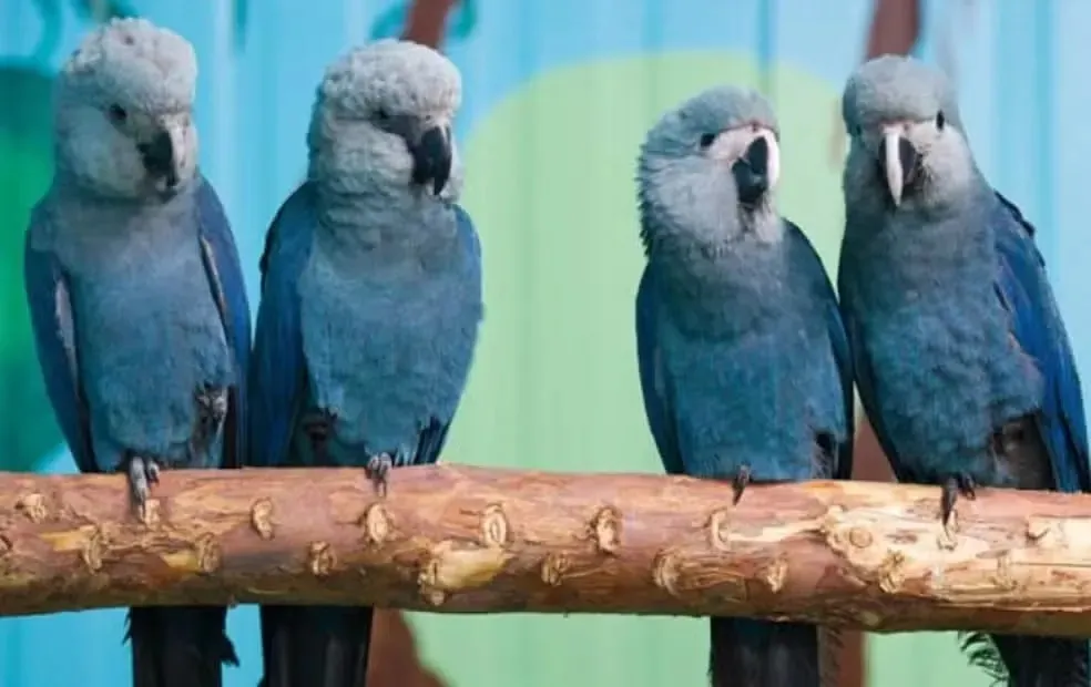 Imagem ilustrativa da imagem PF realiza operação para investigar vírus letal em ararinhas-azuis