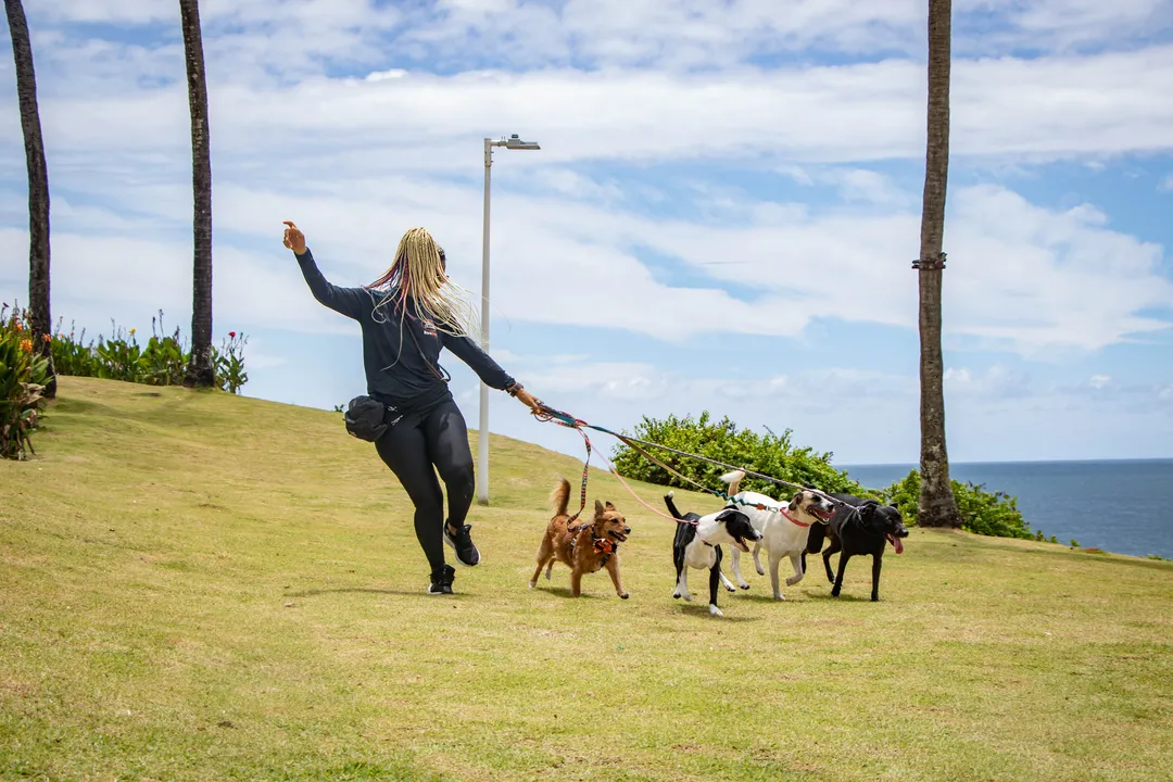 Imagem ilustrativa da imagem Passeio sem guia expõe cães a risco de acidentes e ataques