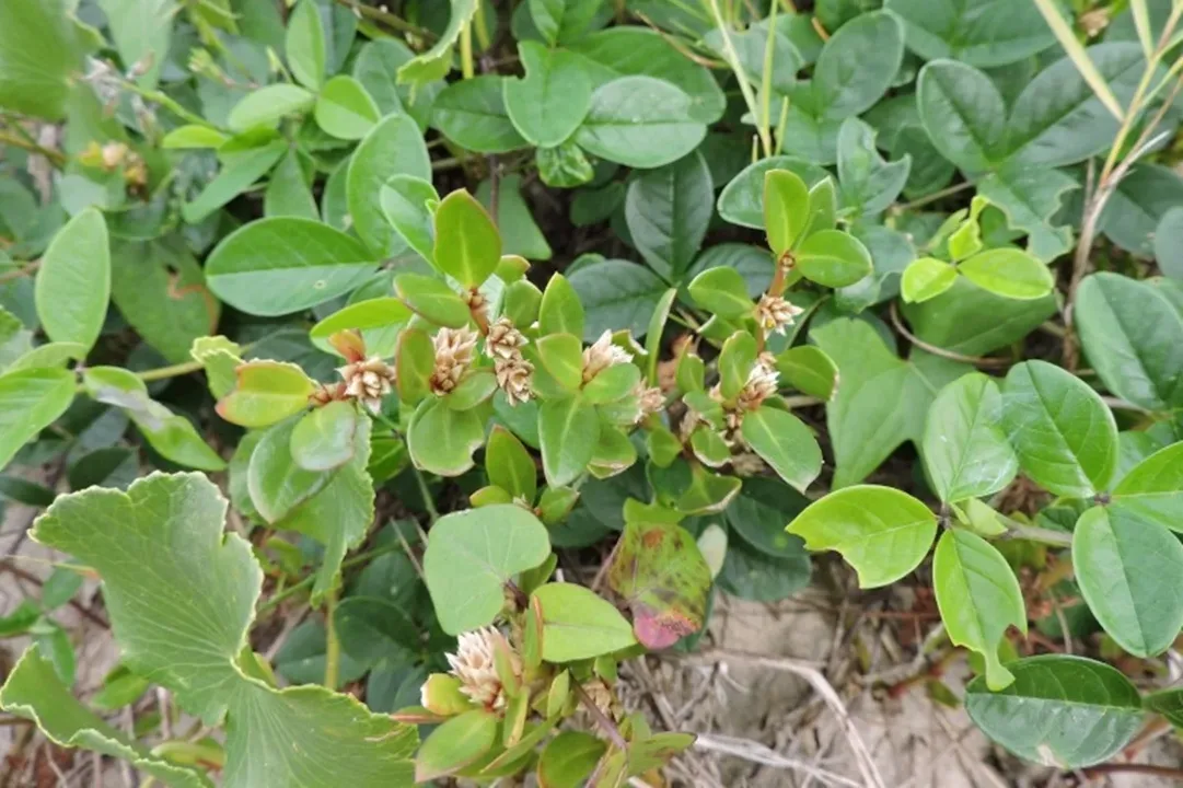 Alternanthera littoralis, conhecida como periquito-da-praia