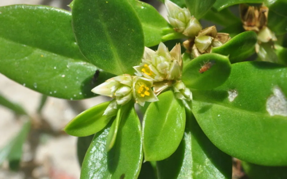 A planta é encontrada em regiões litorâneas