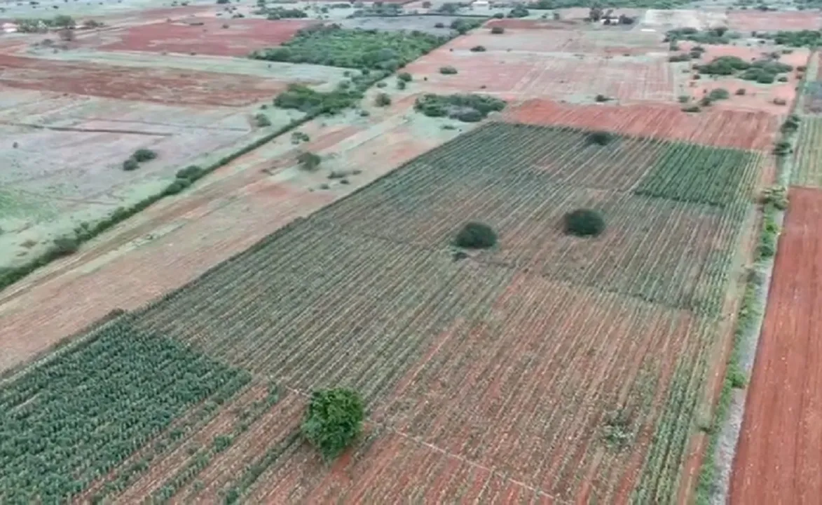 Plantação de quase 3 hectares de maconha foi erradicada.